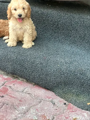 Cockapoo puppy