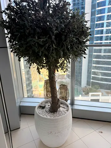 Olive tree plant and planter