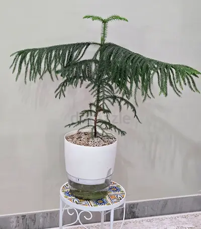 Indoor Norfolk Island Pine in Decorative Pot - Good Condition