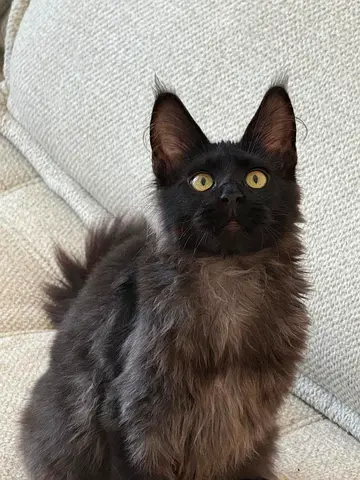 Maine $%! kitten