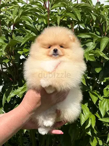Cute fluffy Pomeranian puppy available