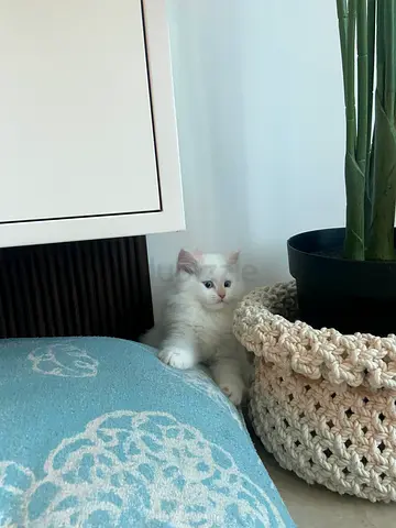 Kitten