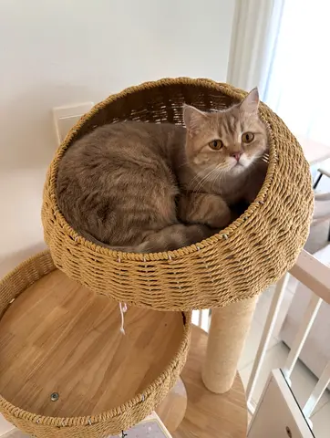 Cat adoption for free