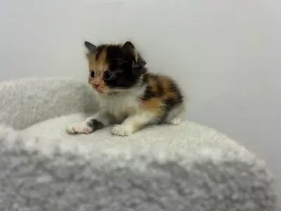 British longhair calico kitten for adoption