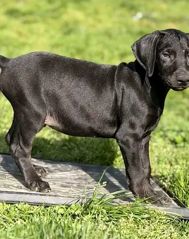 Cute puppy