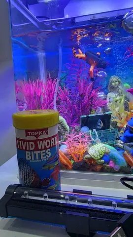 Aquarium with fishes and snails