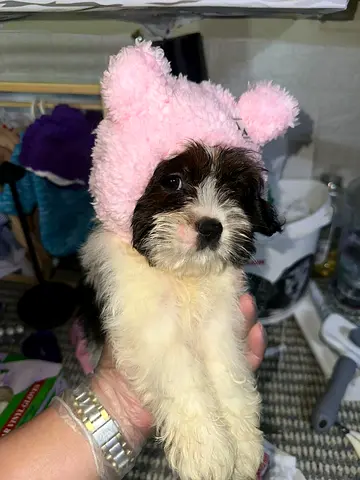 Small female Havanese puppy — friendly, vaccinated