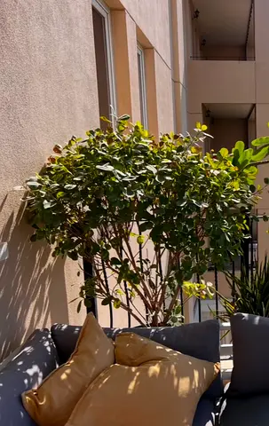 Ficus Panda Tree (1-1.5m)