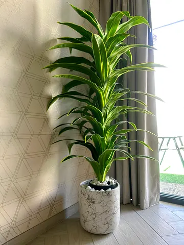 Big indoor artificial potted Dracaena plant with decorative marble pot