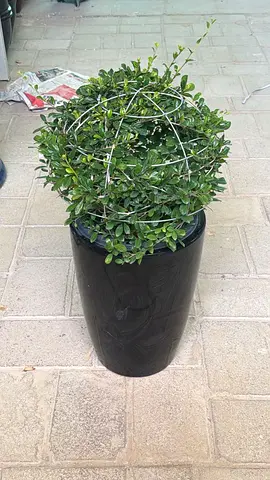 Potted Decorative Boxwood Topiary in Tall Black Planter