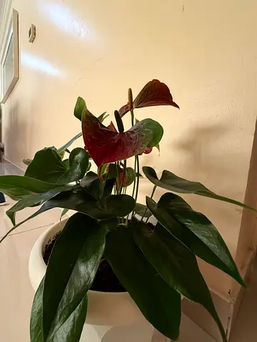 Plants
