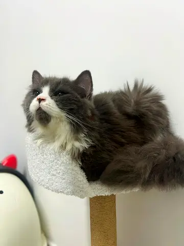Britishlonghair male cat for adoption
