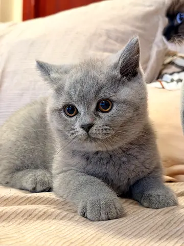 British short hair female