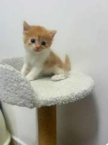 Almost 2 month old britishlonghair golden  white kitten looking for a forever home