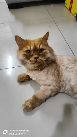 Persion cat for free adoption