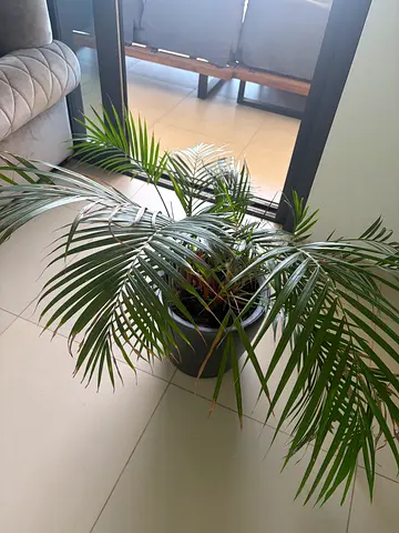 Indoor Areca Palm Plant in Grey Pot