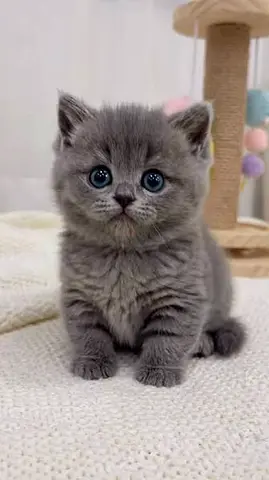 British shorthair kittens