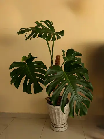 Plants