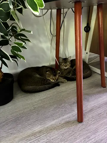 Cat For Adoption