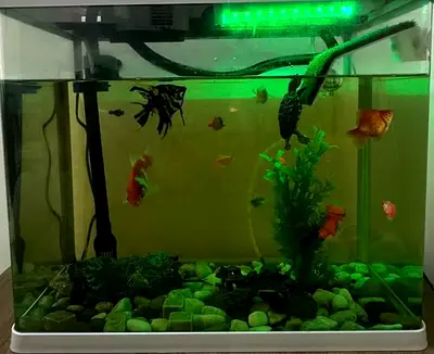 Medium home aquarium with assorted tropical fish and accessories