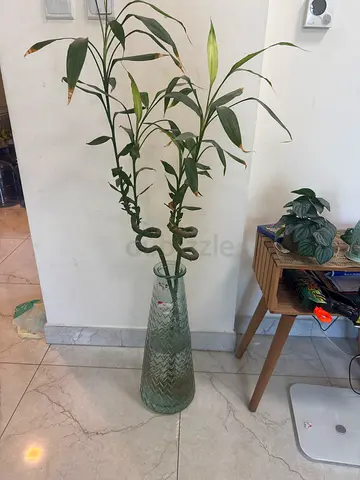 Plants with glass vase