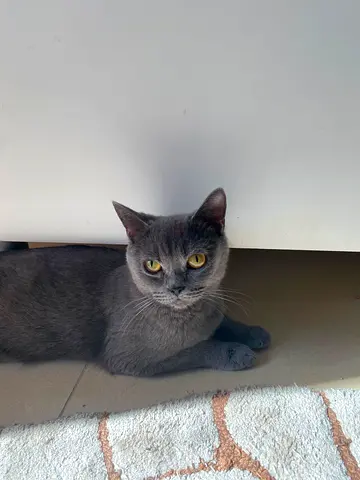 British Shorthair for Free Adoption