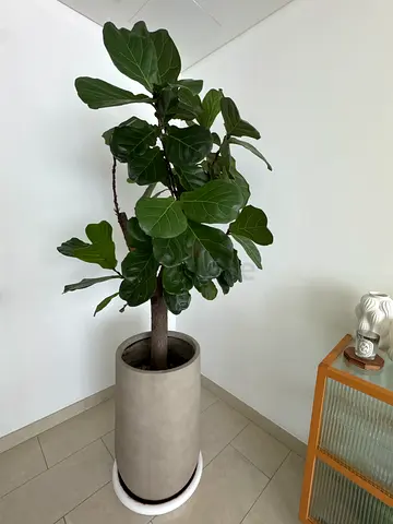 Acacia plant