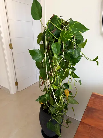 Moneyplant