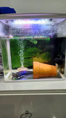 Healthy axolotl for sale with a fully equipped aquarium setup.