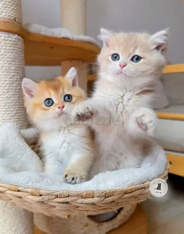 Adorable purebred kittens