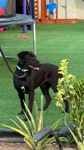 5 month old dogs for Adoption