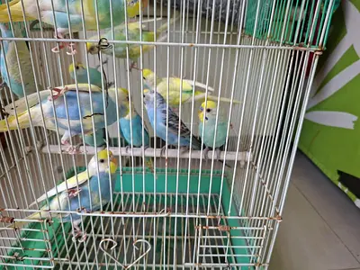 Pair of budgerigars (parakeets) - healthy young birds