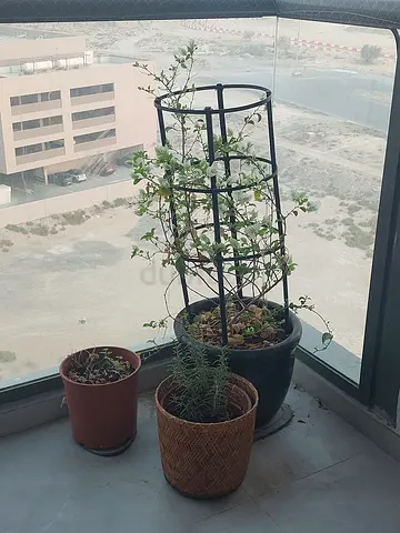 Set of balcony potted plants with metal trellis (ready to grow)