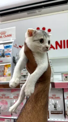 🐾 Cute Rescue Kittens for Free Adoption 🐾