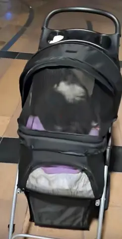 Pet Stroller