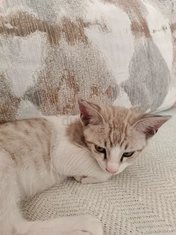 3-month old male cat for free