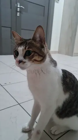 Cat for adopting.