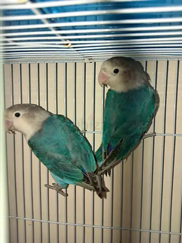 Pal fallow productive pair breeding pair