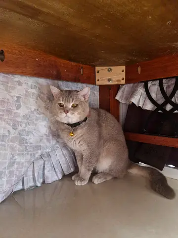 قط هملايا مميز وحنون جداً للتبني مجاناً (بدون رسوم) في عجمان 🐾