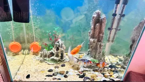 Running Acquarium with fishes all accessories food medicine