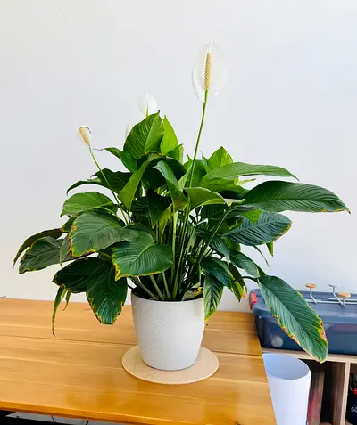 Peace Lily Plant in Pot