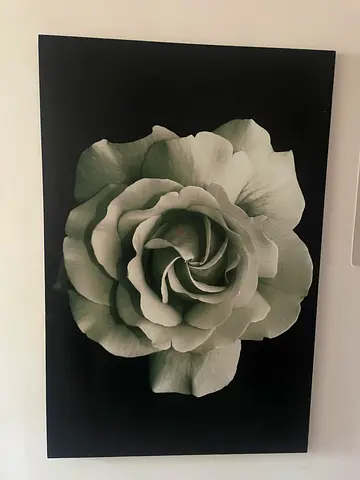 Black and White Rose Photography Print - Framed Wall Art
