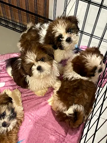 Puppies for adoption