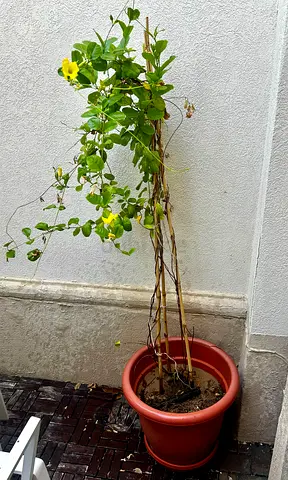 Yellow bell climber plant