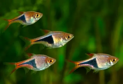 Fish