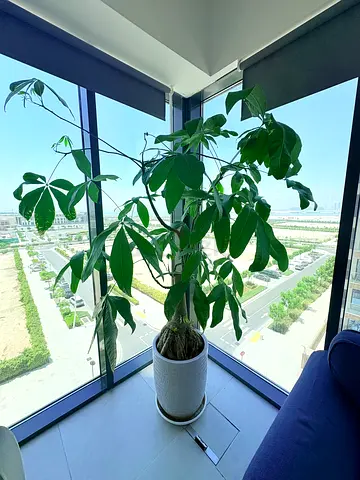 Large indoor Pachira (Money Tree) in white ceramic pot - healthy, tall houseplant