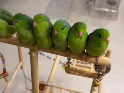 Healthy green parrotlets