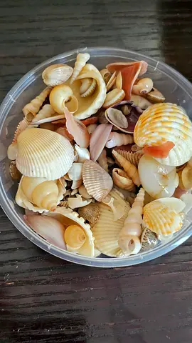 Mixed Sea Shell Collection in Plastic Container