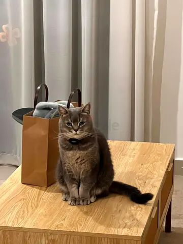 British Shorthair Male Cat for free adoption