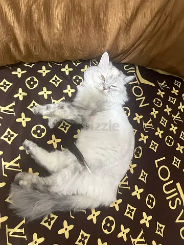 Persian Cat